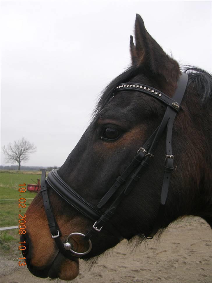 Anden særlig race Picasso "solgt" - picasso .... billede 1