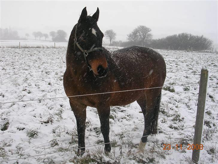 Anden særlig race Picasso "solgt" - lidt dressur træning... billede 2