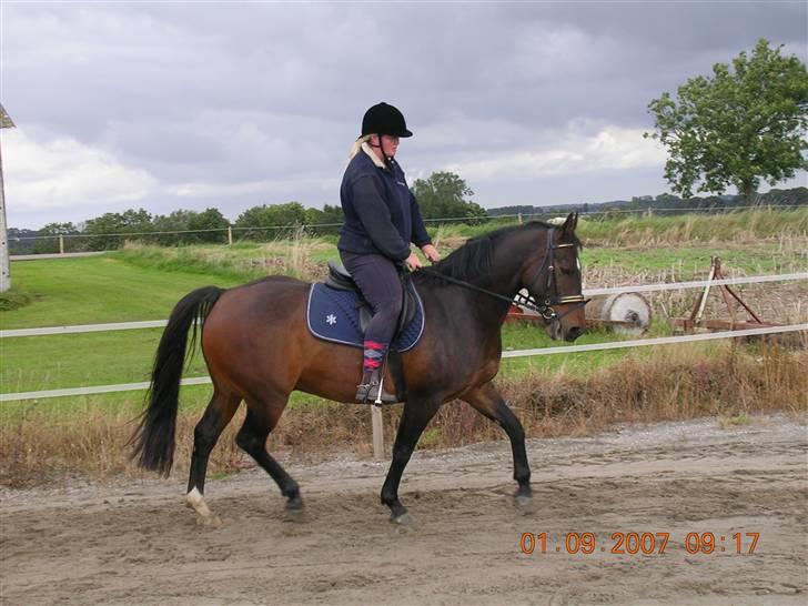 Anden særlig race Picasso "solgt" - picasso i trav billede 3