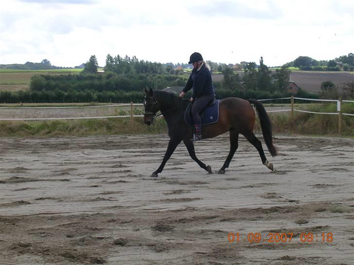 Anden særlig race Picasso "solgt" - Picasso.... billede 4