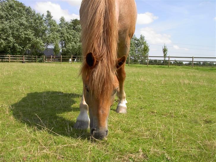 Welsh Cob (sec D) rico :(solgt): - grico billede 2