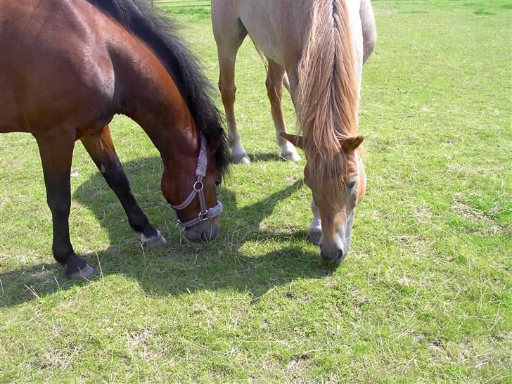 Welsh Cob (sec D) rico :(solgt): - grico og aladin... best friends forever:) billede 4