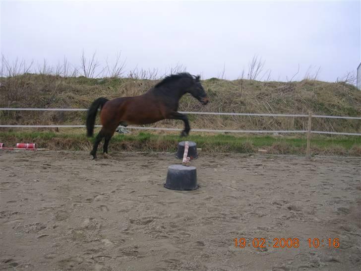 Anden særlig race Picasso "solgt" - "NYT" Picasso springer uden rytter 08´ billede 5