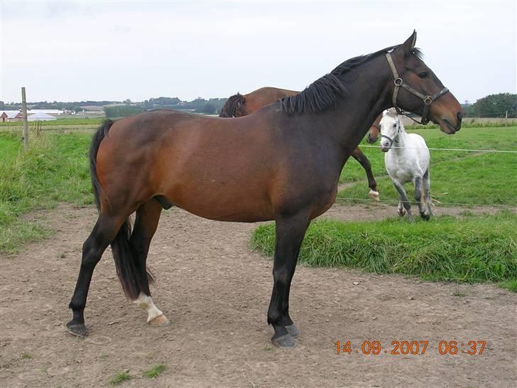 Anden særlig race Picasso "solgt" - Er han ikke bare flot ?? <3<3<3 billede 6