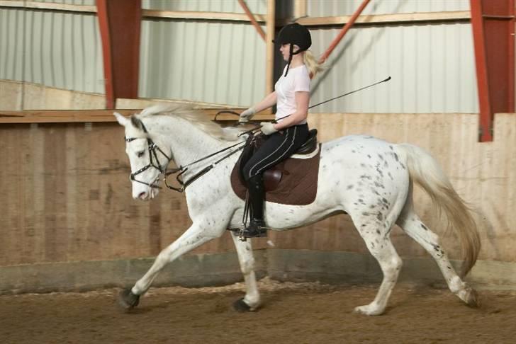 Anglo Araber (AA) Outlandish (solgt) - og galop:) billede 3