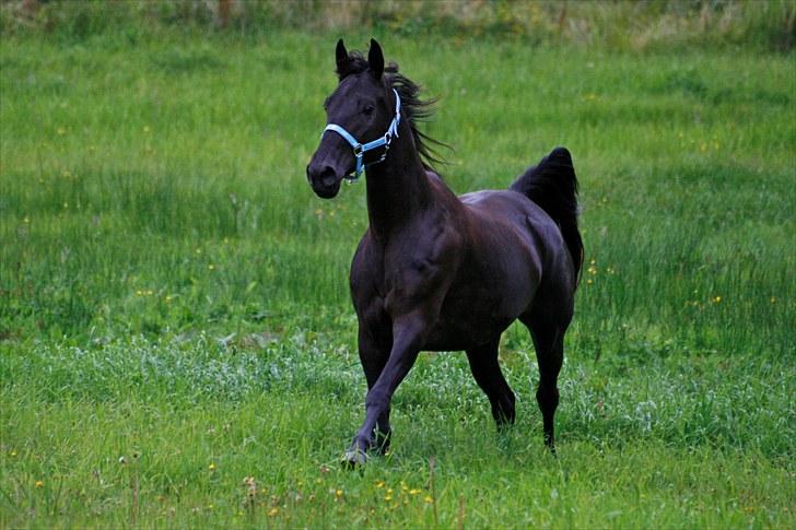 Tennessee Walker | Yahoo's Beautiful Joyce - # 2. Joyce på engen første gang. 16/8 2010. billede 2