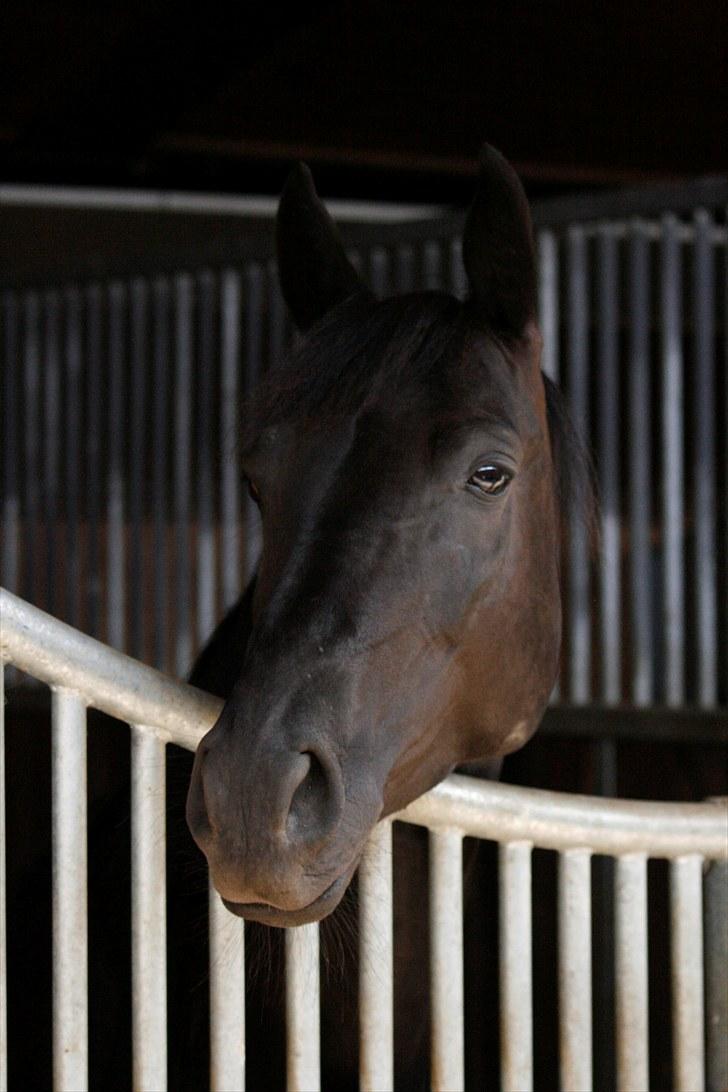 Tennessee Walker | Yahoo's Beautiful Joyce - # 8. Smukke Joyce i sin boks til EM 2010. Foto: Michael Rytter. billede 8