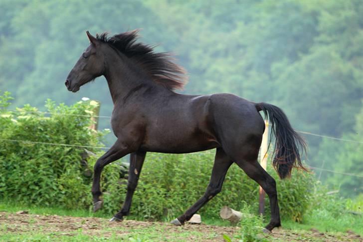 Tennessee Walker | Yahoo's Beautiful Joyce - # 9. Foto: Snake Viking 2007. billede 9