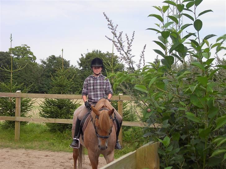 Welsh Cob (sec D) rico :(solgt): billede 5