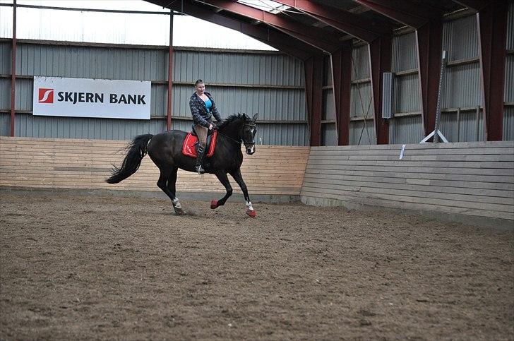 Dansk Varmblod Alberte - 25,05,11 - dressur andrup billede 7