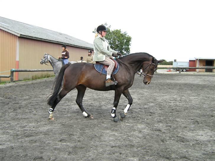 Dansk Varmblod Alberte - Spring træning d. 16/08 skridt billede 8