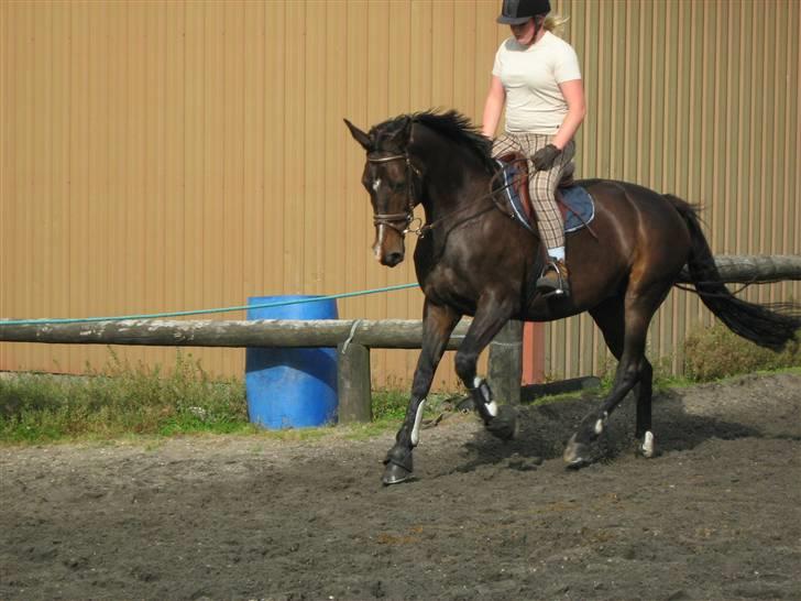 Dansk Varmblod Alberte - Spring træning d. 16/08 billede 9