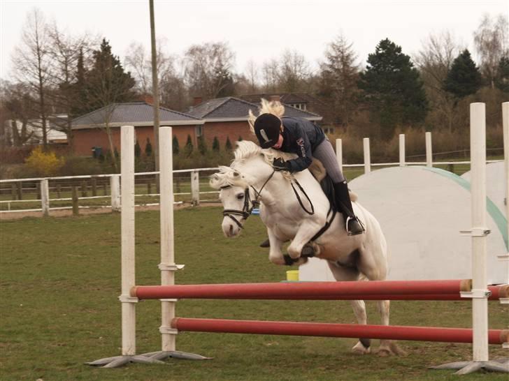 Welsh Mountain (sec A) møllegaards Flamme Solgt billede 12