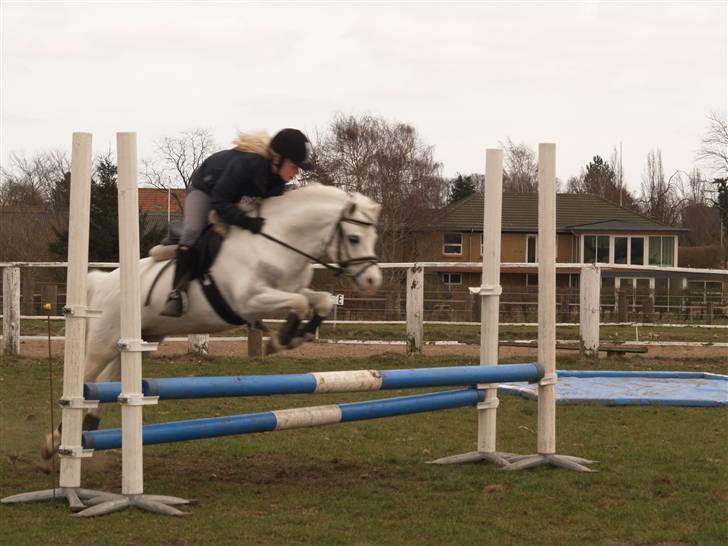 Welsh Mountain (sec A) møllegaards Flamme Solgt billede 13