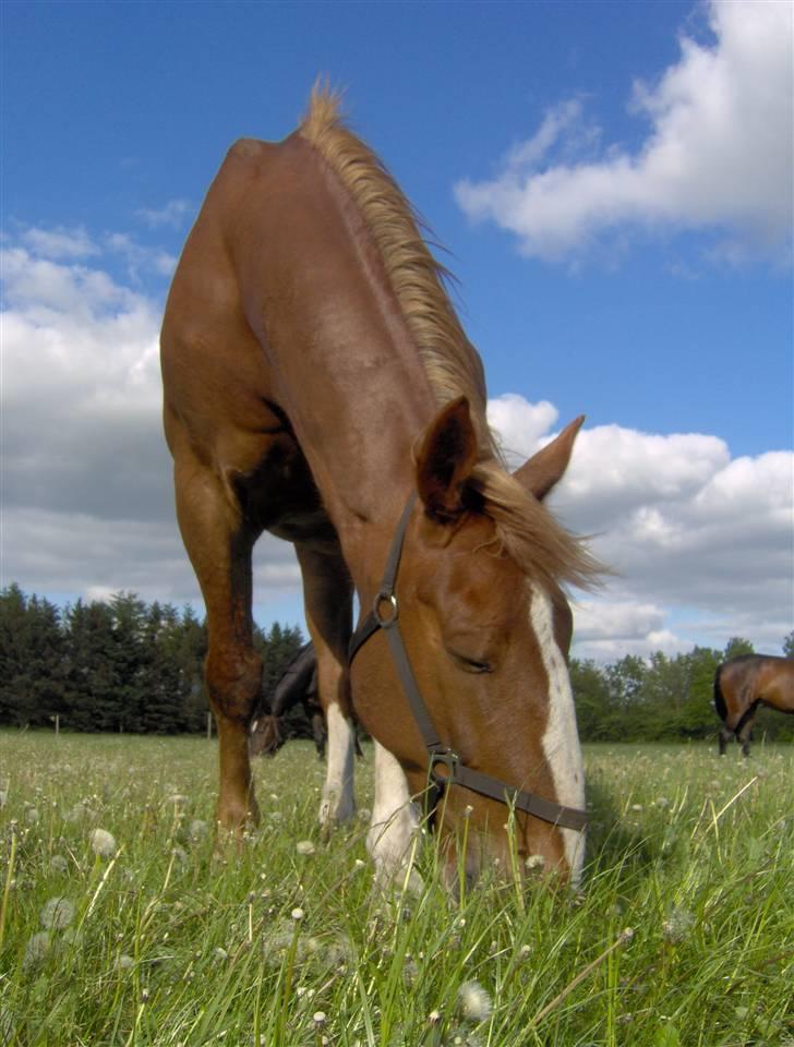 Gelderland Stefan - Velkommen til min profil ^.^ billede 1