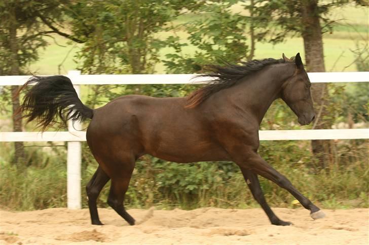 Tennessee Walker | Yahoo's Beautiful Joyce - # 13. Min lille speedo-pony! Foto: Lfoto.dk billede 13