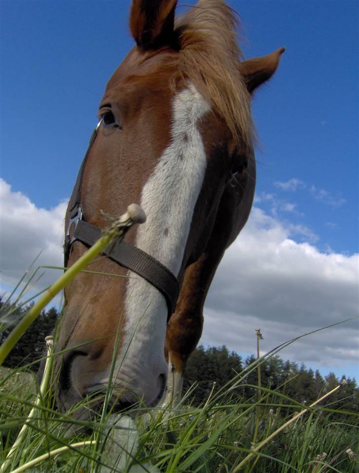 Gelderland Stefan - Dejlig varmt billede fra sommeren 2008. Varmer rigtig meget på en kold vinterdag billede 2