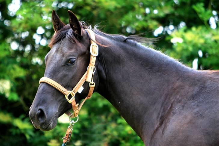 Tennessee Walker | Yahoo's Beautiful Joyce - # 15. Smukke Joyce! Foto: Snake Viking 2007. billede 15