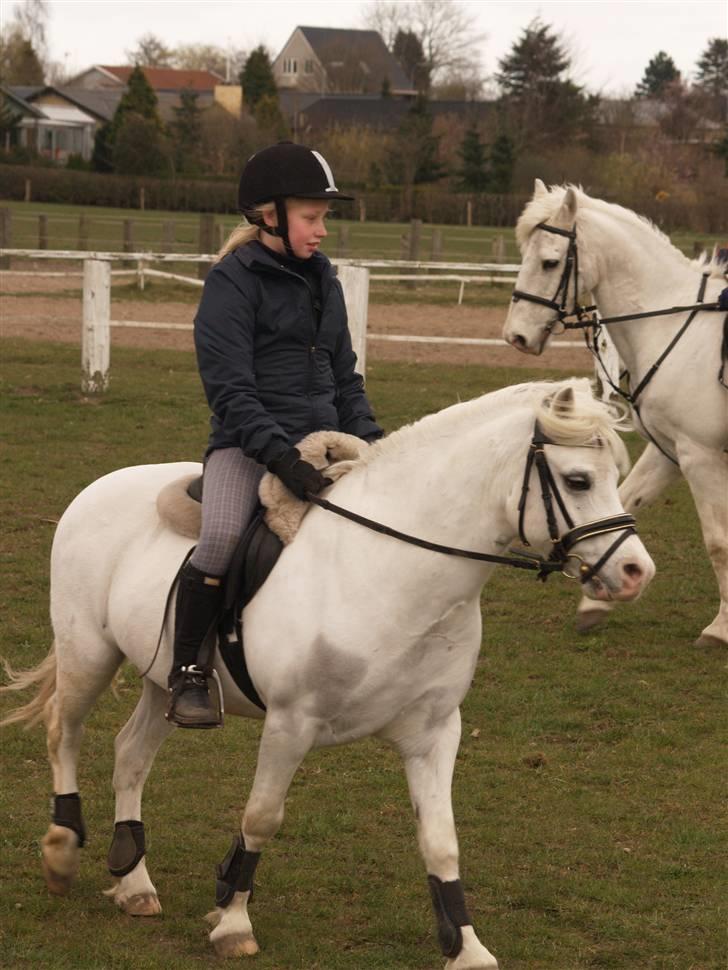 Welsh Mountain (sec A) møllegaards Flamme Solgt billede 14