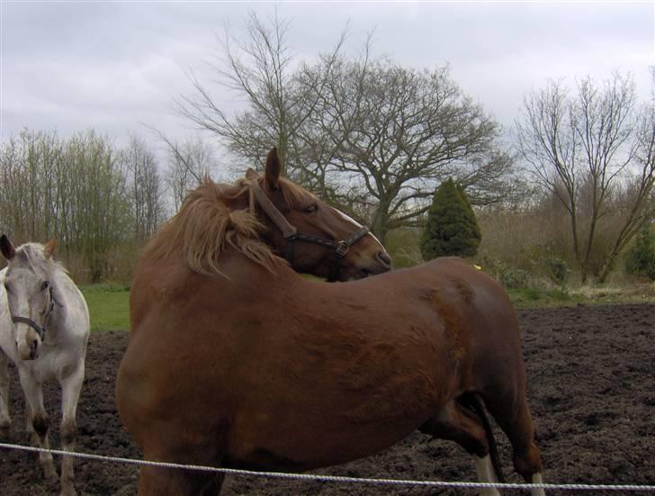 Gelderland Stefan - "Min numse klør!" billede 3