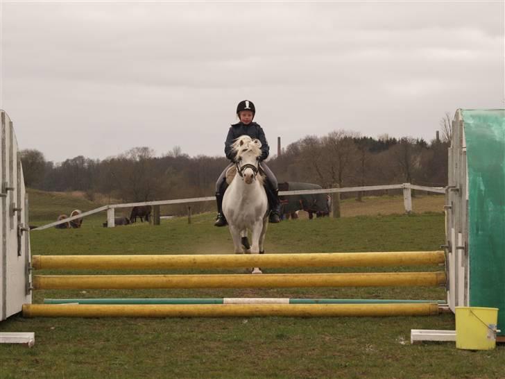 Welsh Mountain (sec A) møllegaards Flamme Solgt billede 15