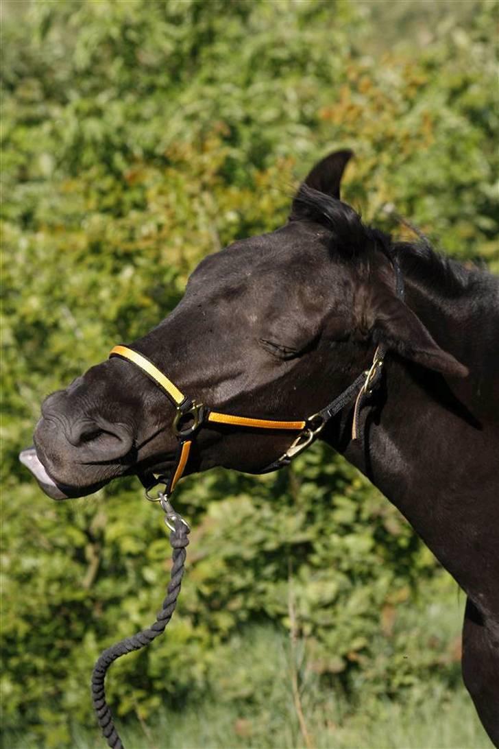 Tennessee Walker | Yahoo's Beautiful Joyce - # 16. Joyce er en lille tossepony XD 25/5-08 billede 16