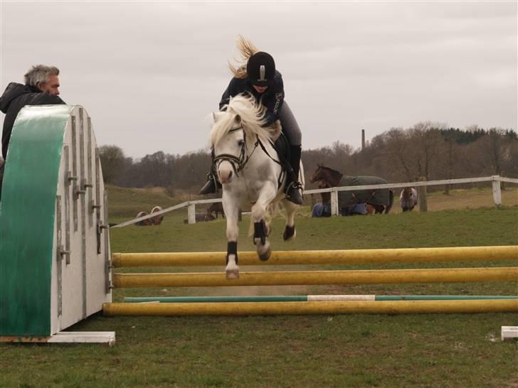 Welsh Mountain (sec A) møllegaards Flamme Solgt billede 16
