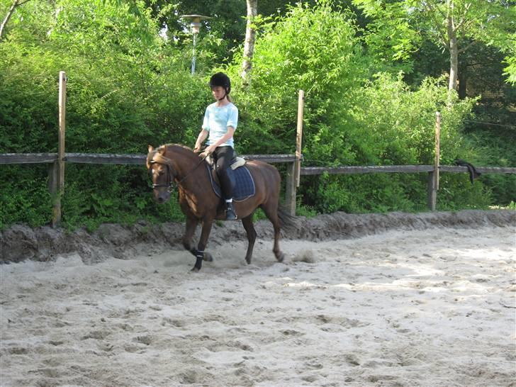 Dartmoor Sille - Line-pigen i trav på Mulle. <3 billede 18