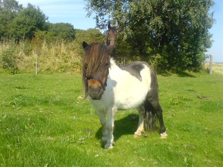 Shetlænder Skovgaards Lotte R.I.P. billede 1