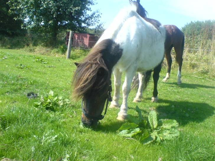 Shetlænder Skovgaards Lotte R.I.P. billede 2