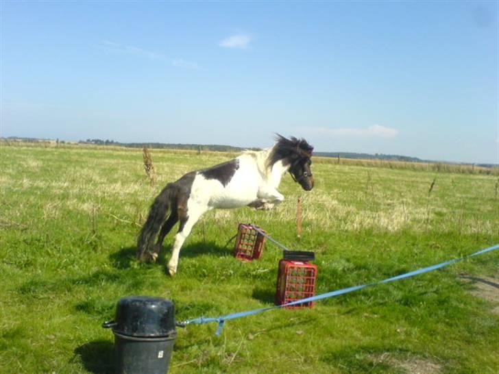 Shetlænder Skovgaards Lotte R.I.P. - 30 år gammel og springer stadi som en stjerne billede 3