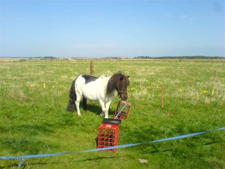 Shetlænder Skovgaards Lotte R.I.P. - hvad er  det? billede 4