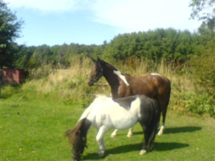 Shetlænder Skovgaards Lotte R.I.P. billede 5