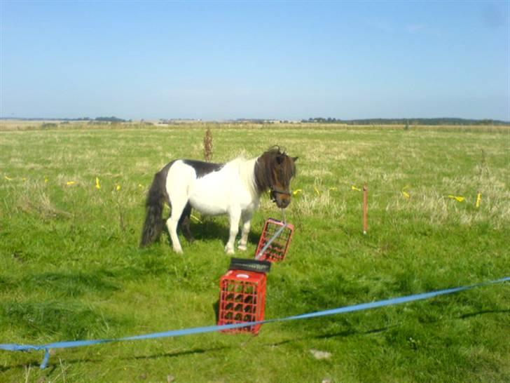 Shetlænder Skovgaards Lotte R.I.P. billede 6