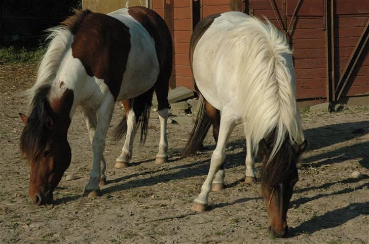 Anden særlig race Saga - Saga og Aslan. billede 9