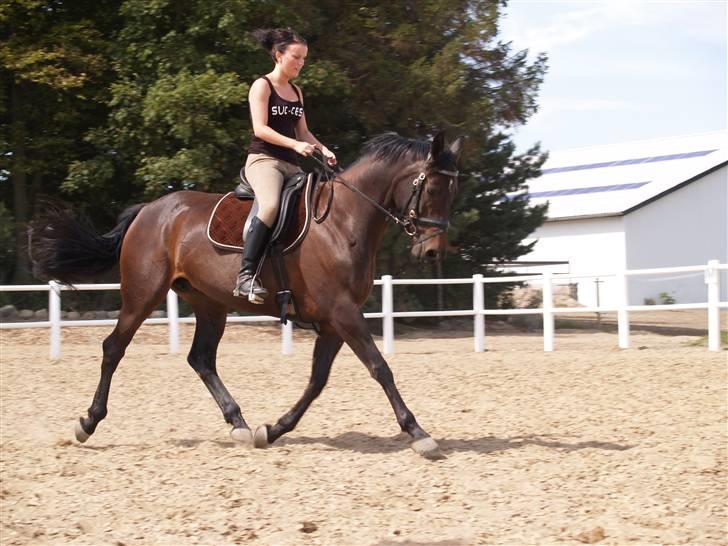 Dansk Varmblod Hanky Panky Firfod - Velkommen til Nullergøjens profil :) billede 1