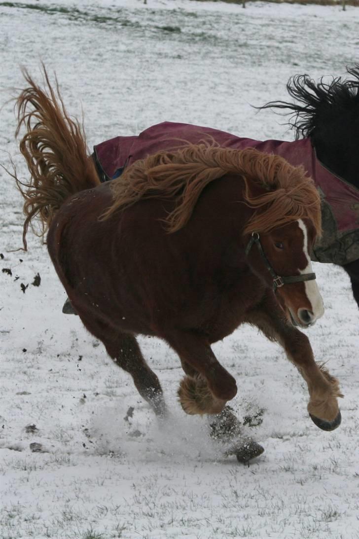 Norsk Døle Sælli - Sælli i frisk galopp i sneen.. hun bukkede og hoppede i flere minutter.. opp å ned på folden.. hehe.. kigg evt fotoalbum ;) billede 9