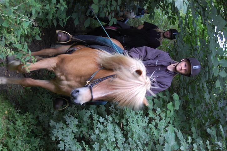 Islænder Glóa fra Gårde (solgt) billede 8