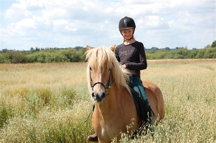 Islænder Glóa fra Gårde (solgt) billede 9