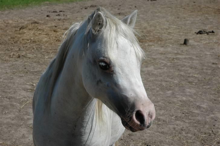 Welsh Mountain (sec A) Fellini billede 6