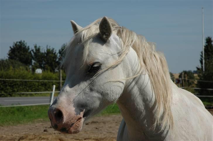 Welsh Mountain (sec A) Fellini billede 7