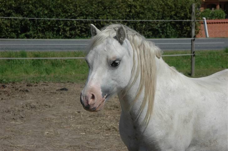 Welsh Mountain (sec A) Fellini billede 8