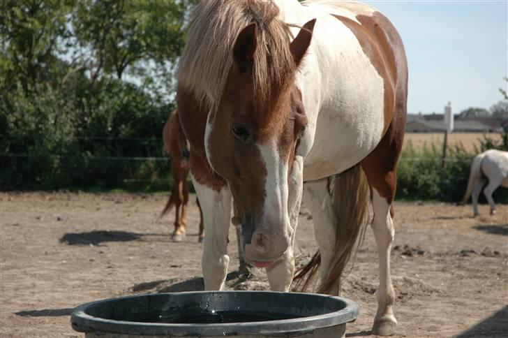 DSP Poseidon billede 11