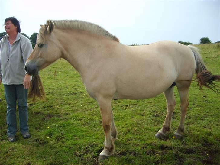 Fjordhest Tea Halsnæs EFJ9348  billede 8