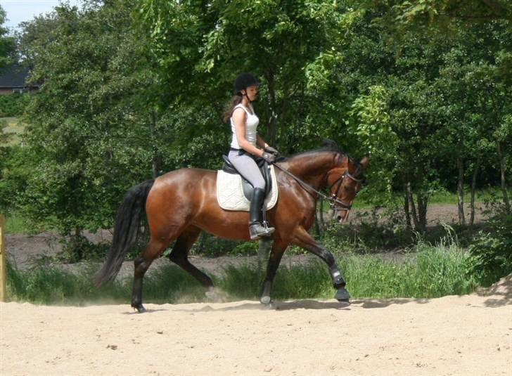 Anden særlig race Kongelundens Smilla  - Kongelundens Smilla en smule ind ad bøjet desværre 2009 Foto: Henriette billede 17