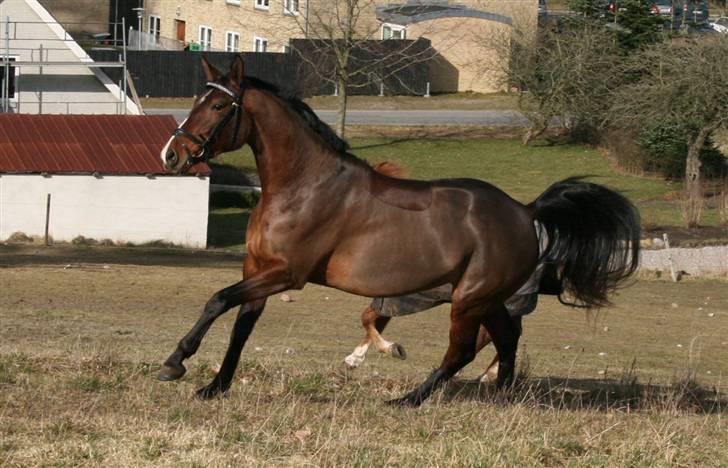Anden særlig race Kongelundens Smilla  - Kongelundens Smilla 2009  Foto: Sofie billede 18