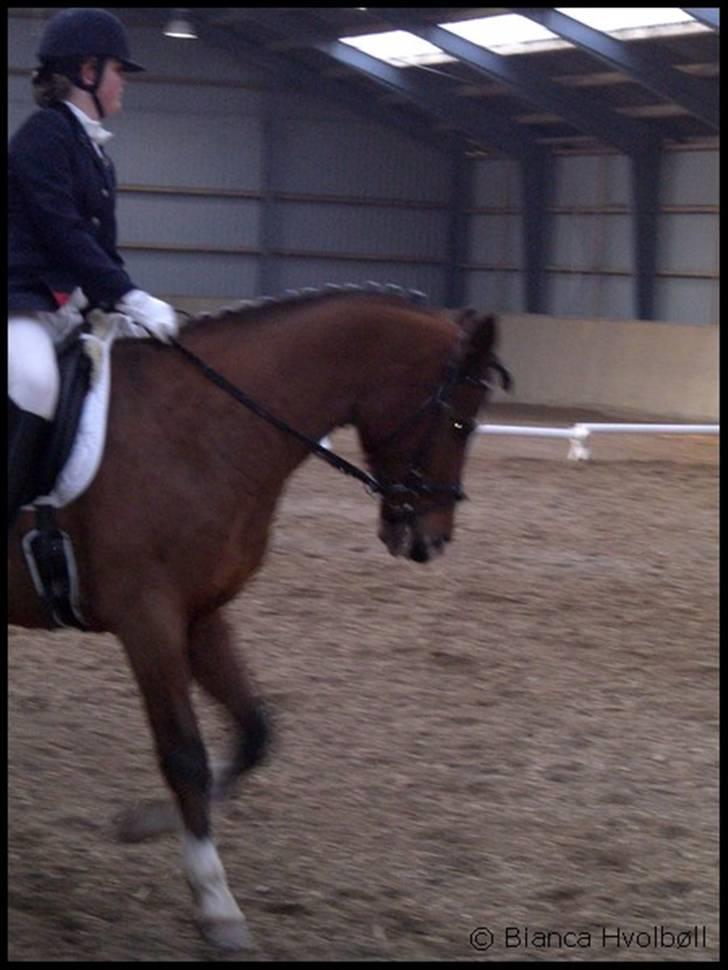 Anden særlig race Prins Ali *RIP* - dejliqe skatt´ <3´ Galoooop < 3 Distrektstævne LA4 has d: billede 10