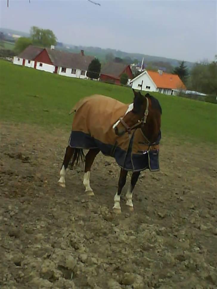 Anden særlig race Prins Ali *RIP* - FjolleBolle på folden (:  billede 12