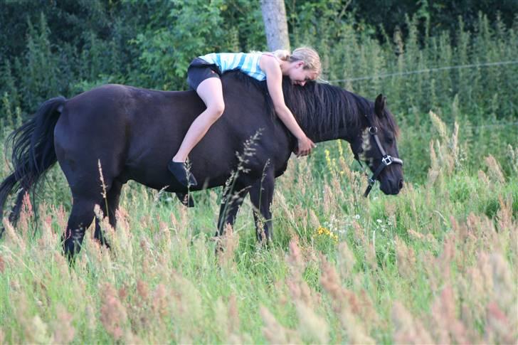 New Forest Sherif - Himmelhest - Foldhygge en sensommer aften  billede 8