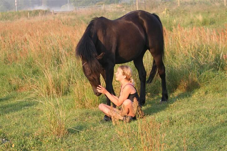 New Forest Sherif - Himmelhest - savner dig så meget at det gør ondt! min bedsteven billede 1